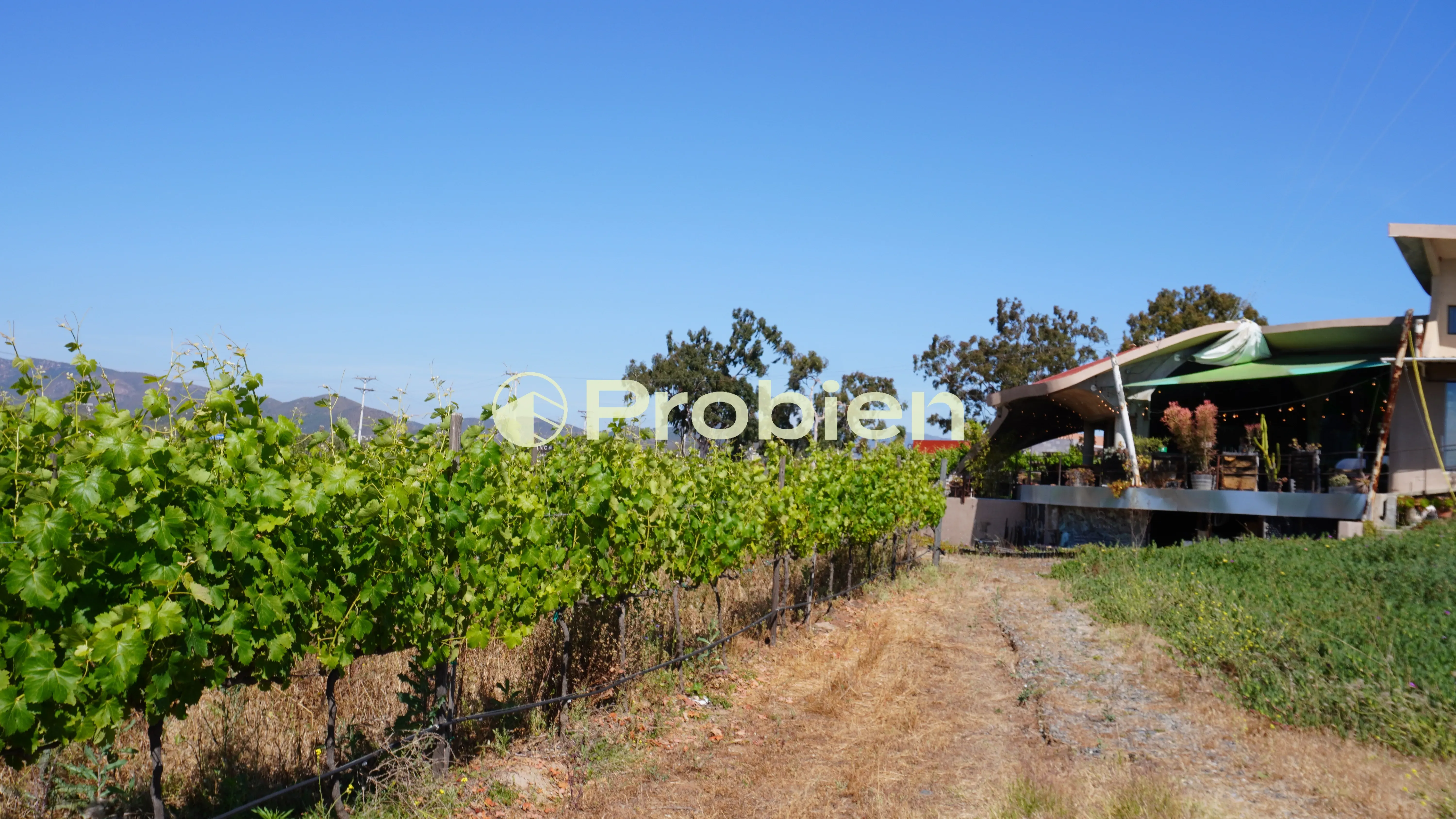 Vinicola en Venta - Valle de Guadalupe - Foto 1 de 17